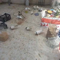 ۸ عدد کفتر موجود است نداشتن جا میفروشم