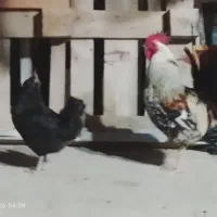 خروس و مرغ محلی اصل