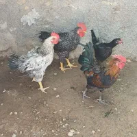خروس|حیوانات مزرعه|چغادک, |دیوار