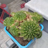 گل کاکتوس