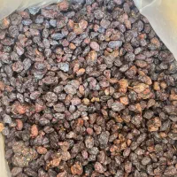 مویز و کشمش آفتابی و دیمی