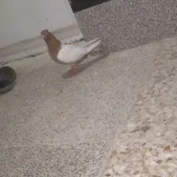 کبوتر معاوضه