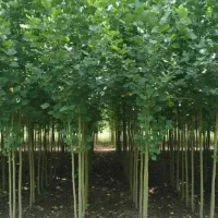 فروش نهال های صنوبر بادام و گردو