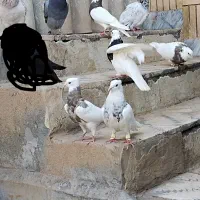 کبوتر رنگه