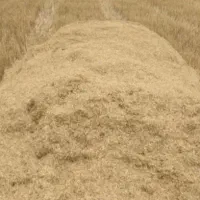 کاه گندم