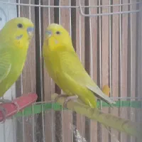 مرغ عشق زیبا