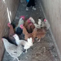 مرغ تازه به تخم امدن