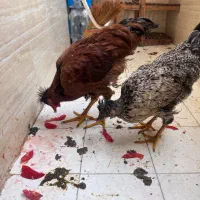 مرغ وخروس کاکلی