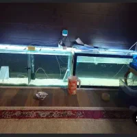 اکواریوم