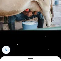 شیر گاو