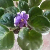 گل های خانگی