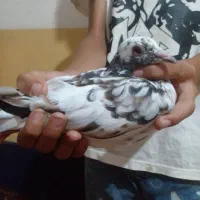 کبوتر|پرنده|گرگان, |دیوار