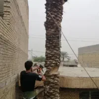 قطع نخل بریدن نخل رایگان هرس نخل سمپاشی نخل درخت
