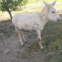خر گله|حیوانات مزرعه|زنده رود, |دیوار