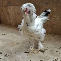 مرغ|حیوانات مزرعه|اردبیل, |دیوار