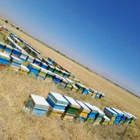 فروش کلنی زنبور عسل کارنیکا اتریشی و آلمانی