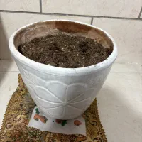 گلدان بزرگ سفالی با خاک و کود تازه تعویض شده