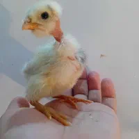 جوجه گردن لخت