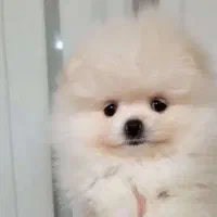 پامرخرسی حرفی