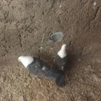 کفتر|پرنده|قائن, |دیوار