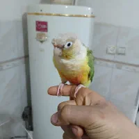 طوطی گیرینچیک نر