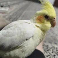 عروس هلندی