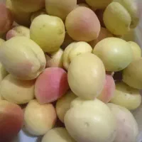 زردالو فروشی