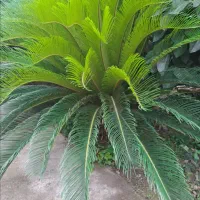فروش گل  و گیاه