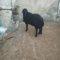 بره قوچ همو