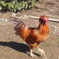 خروس سلطان زیبا