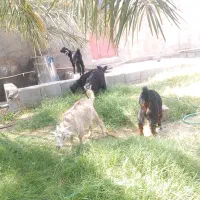 گوسفند فروشی