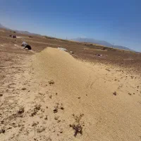 کاه نخود