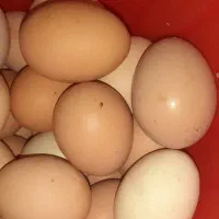 تخم‌مرغ محلی تازه