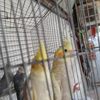 جوجه عروس هلندی