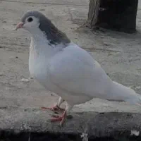 کفترخال
