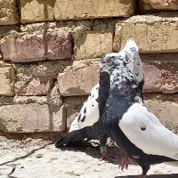 کفتر|پرنده|شیراز, کوشک میدان|دیوار