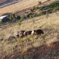 ۱۱ راس گوسفند جوان