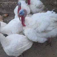بوقلمون گوشتی