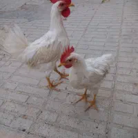 فروش جوجه خروس