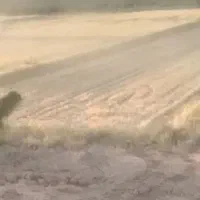 گندم درجه یک