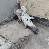 کفتر پرش سنگین