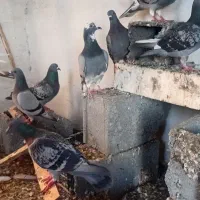 فروشی کفترخون خالص المان