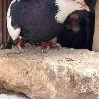 کفتر یا کبوتر