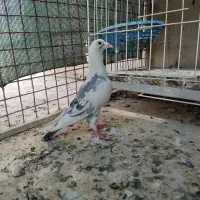 کفتر ابلغ سبز