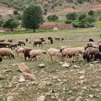 ۴۰ راس میش جوان بدون کوچکترین عیب  برندیل