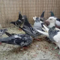 22 عدد کفتر