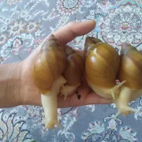 حلزون آچاتینا بزرگ و کوچک