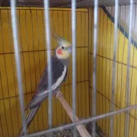 پرنده عروس هلندی