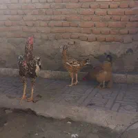 مرغ و خروس لاری