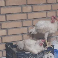 مرغ و خروس محلی
